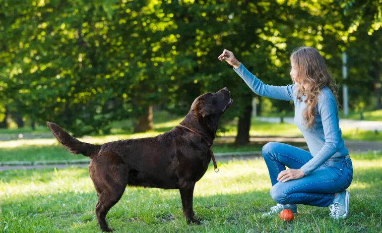 The Benefits of Regular Exercise for Your Pet