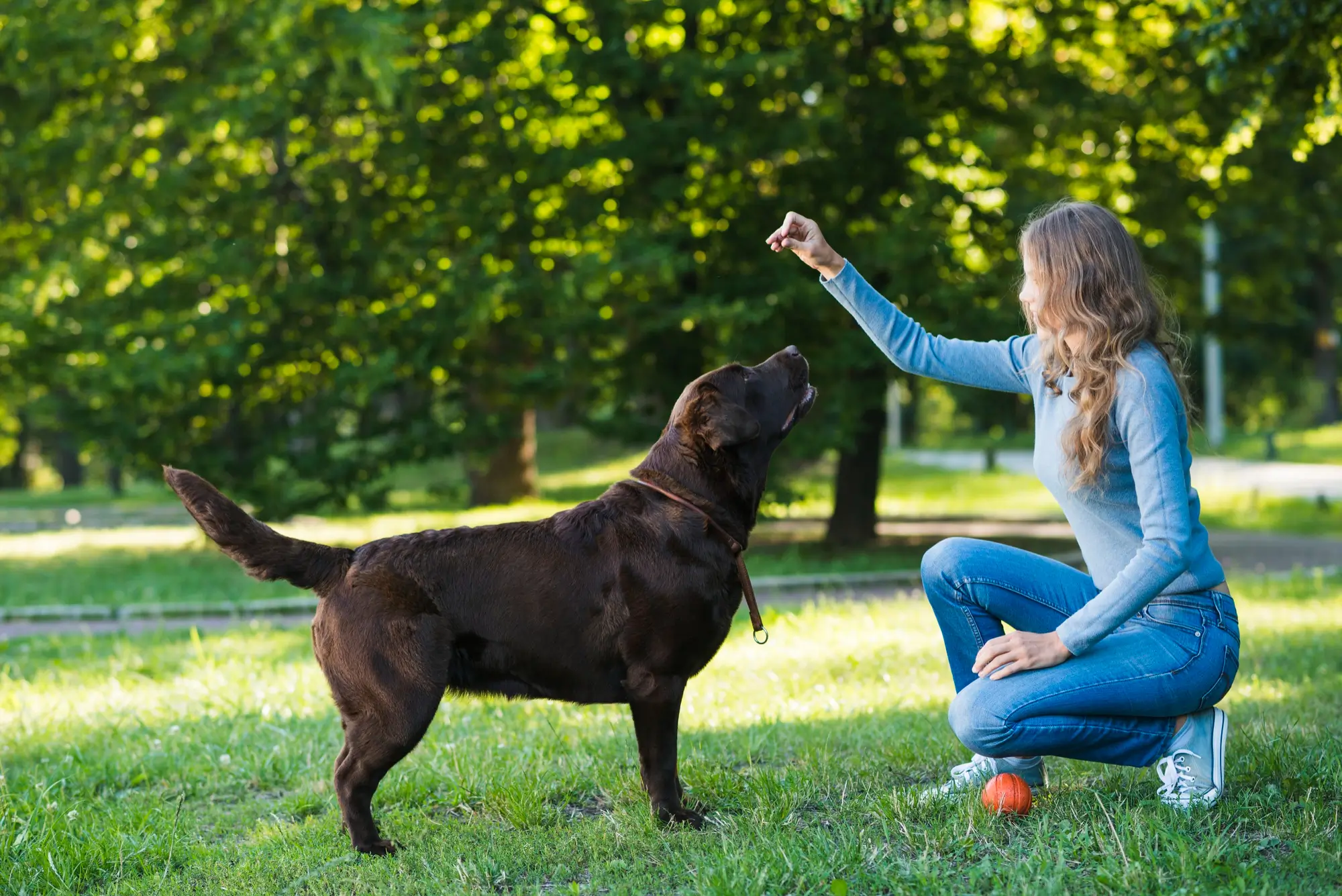 The Benefits of Regular Exercise for Your Pet