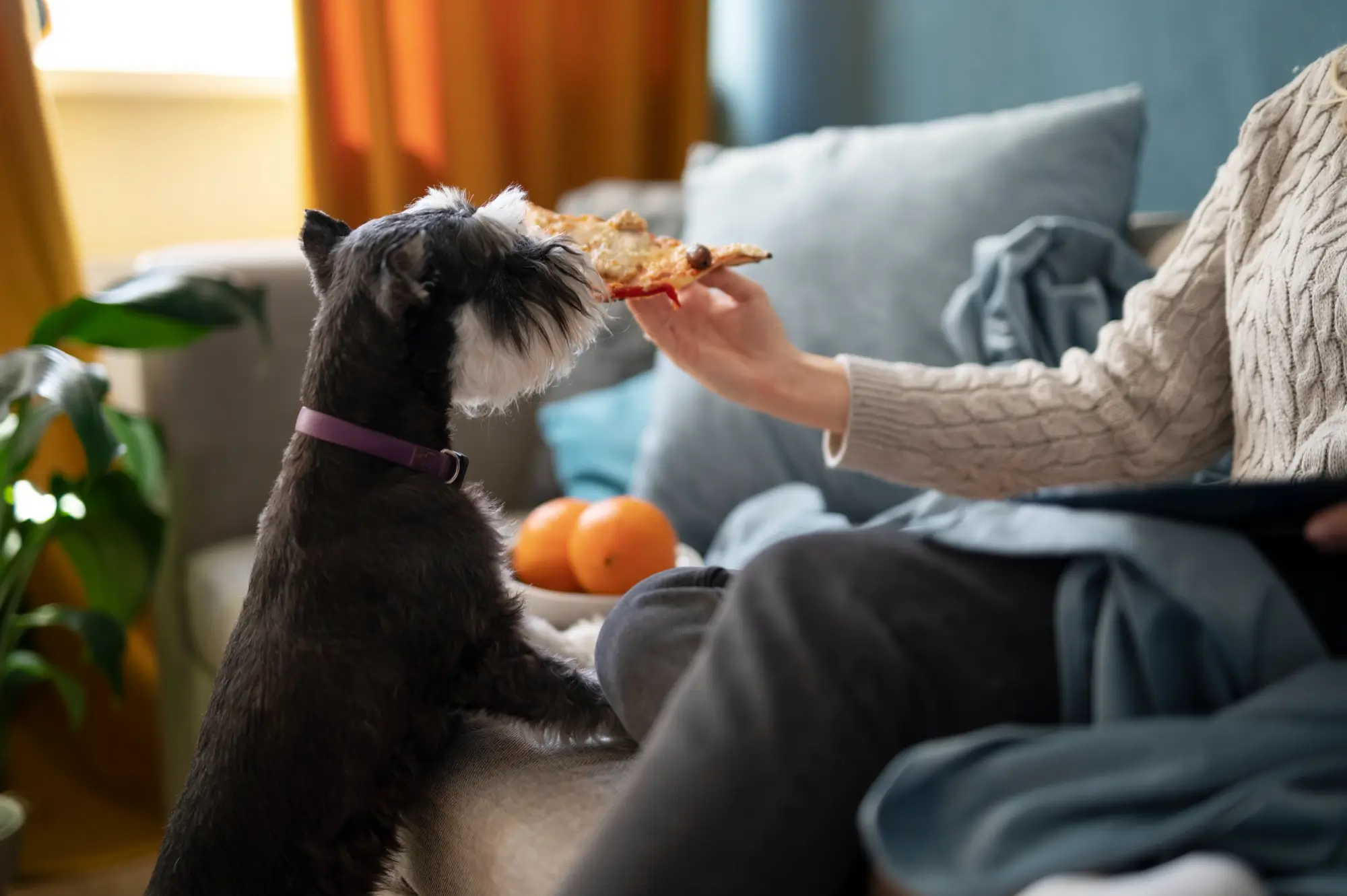 The Ultimate Guide to Choosing the Best Pet Food for Your Furry Friend