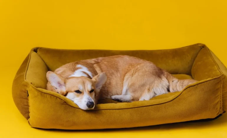 How to Create the Perfect Pet Bed: DIY Ideas and Tips