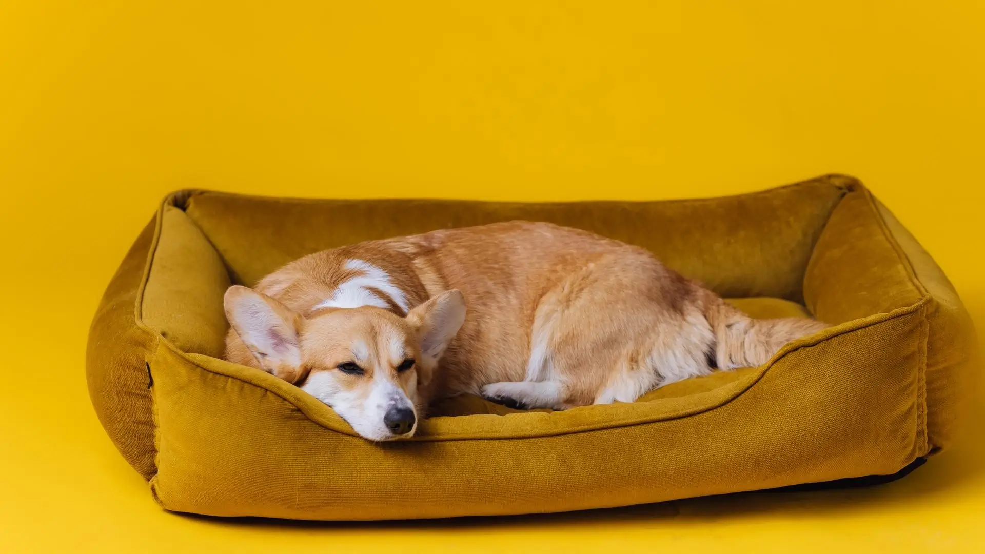 How to Create the Perfect Pet Bed: DIY Ideas and Tips